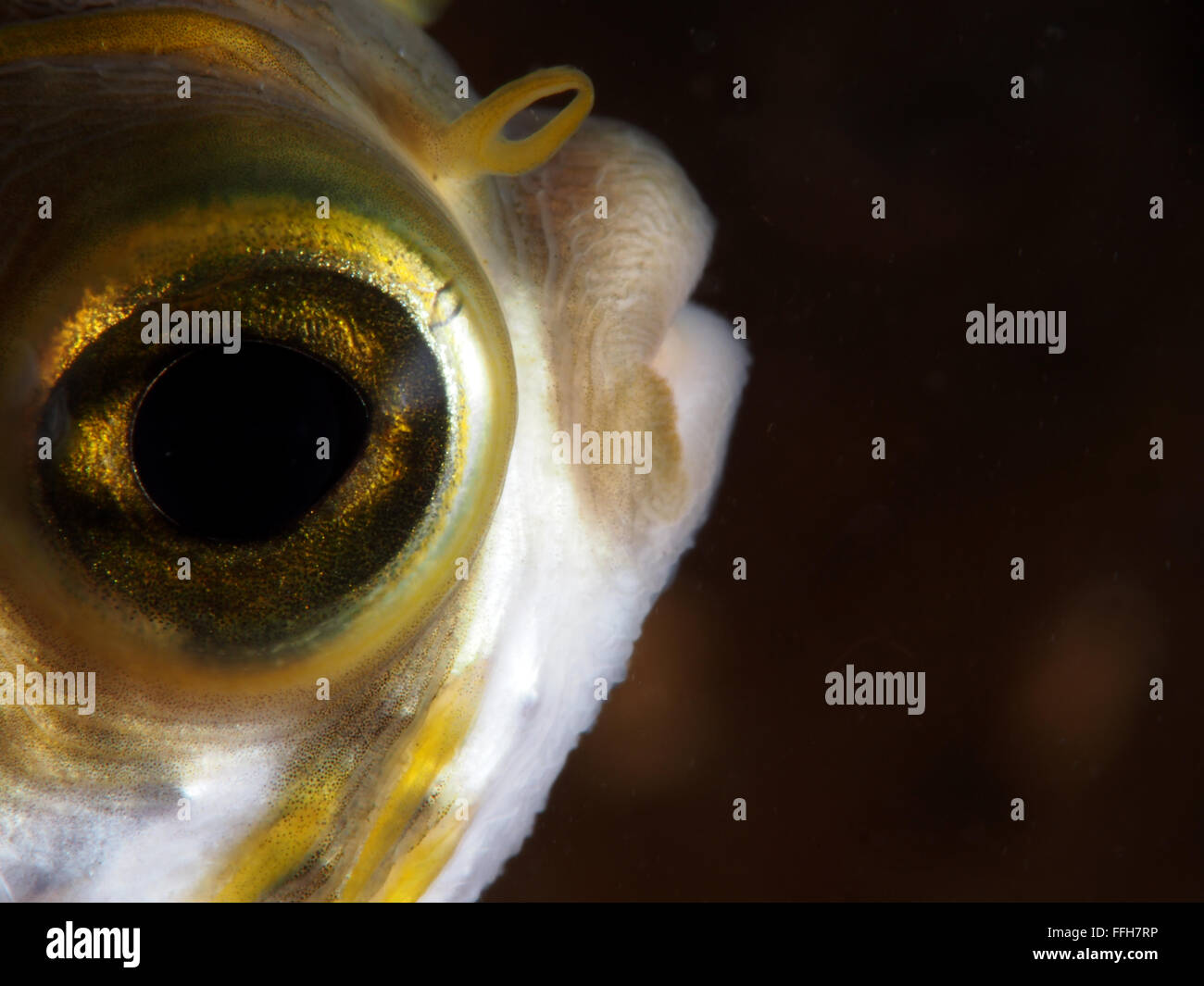 globefish profile fish eye macro Blairgowrie pier Stock Photo - Alamy