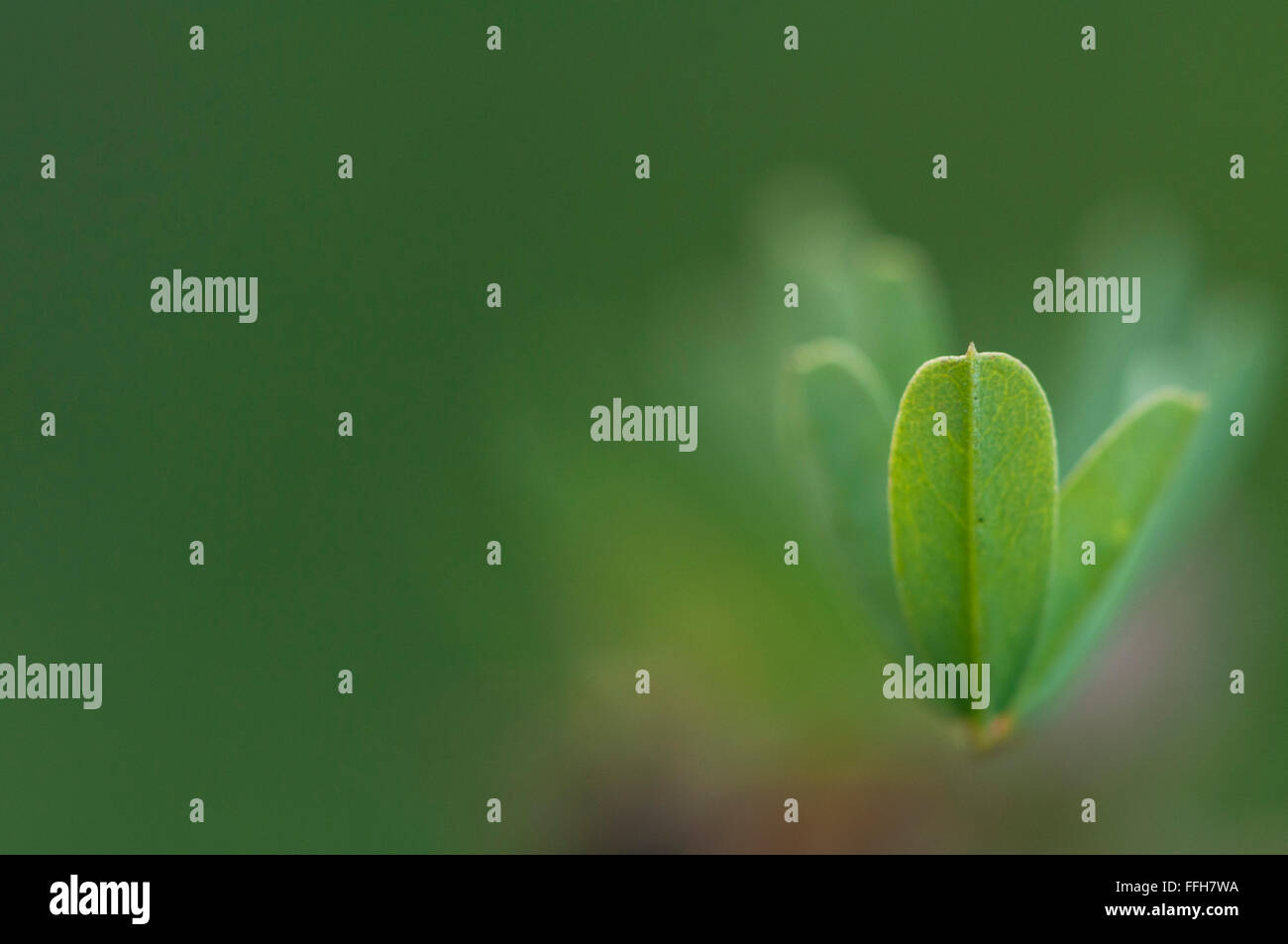 Small leaf with green background. Shallow depth of field Stock Photo ...