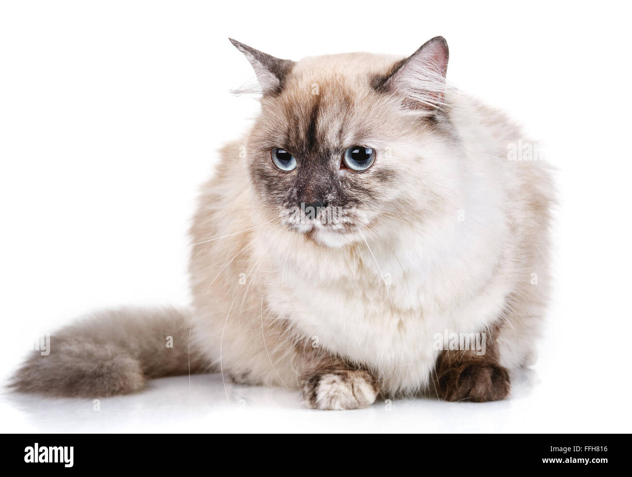 gray cat with blue eyes on a white background Stock Photo - Alamy