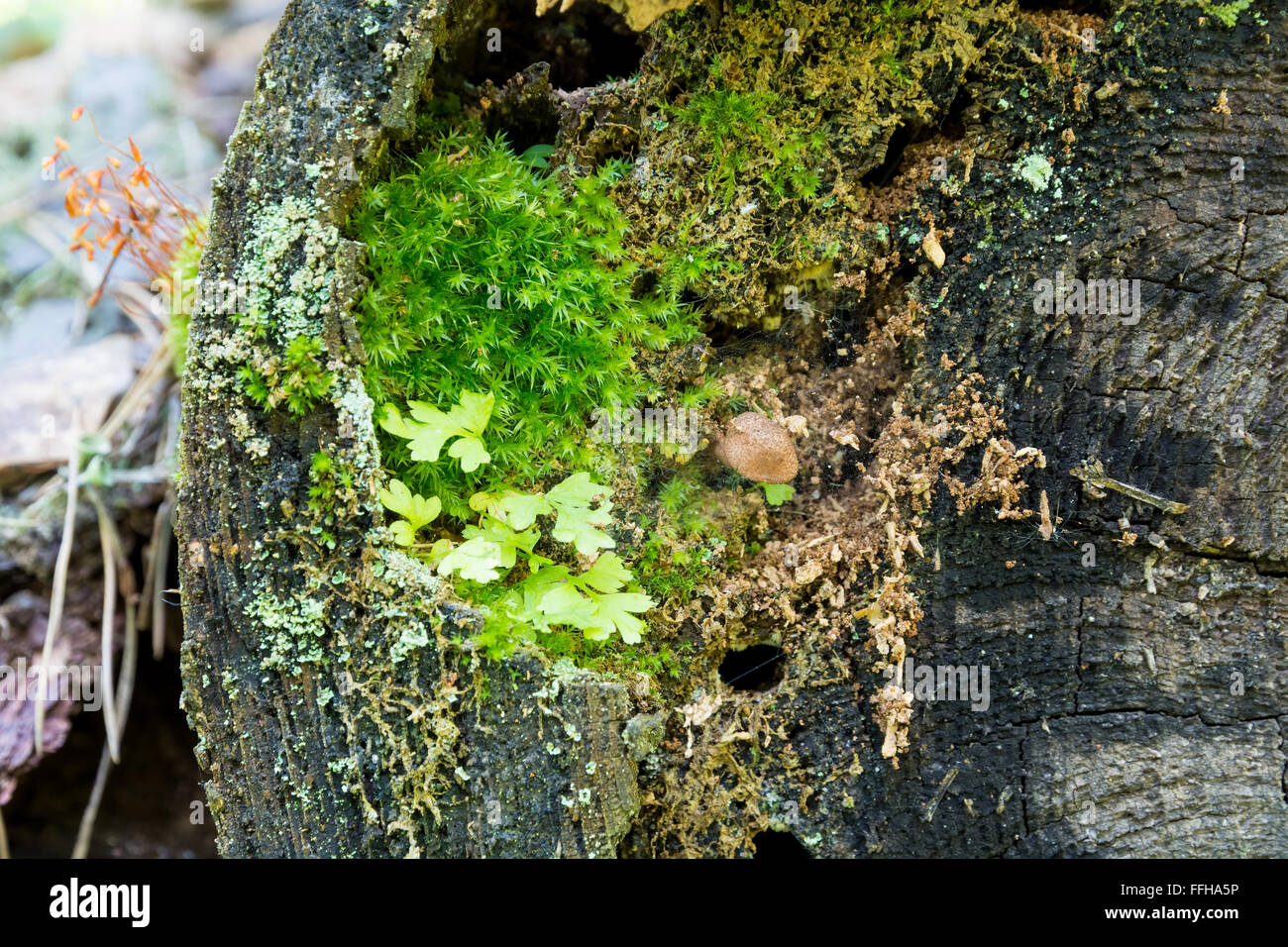 Varied moss and mushroom on an old tree stump close-up Stock Photo - Alamy