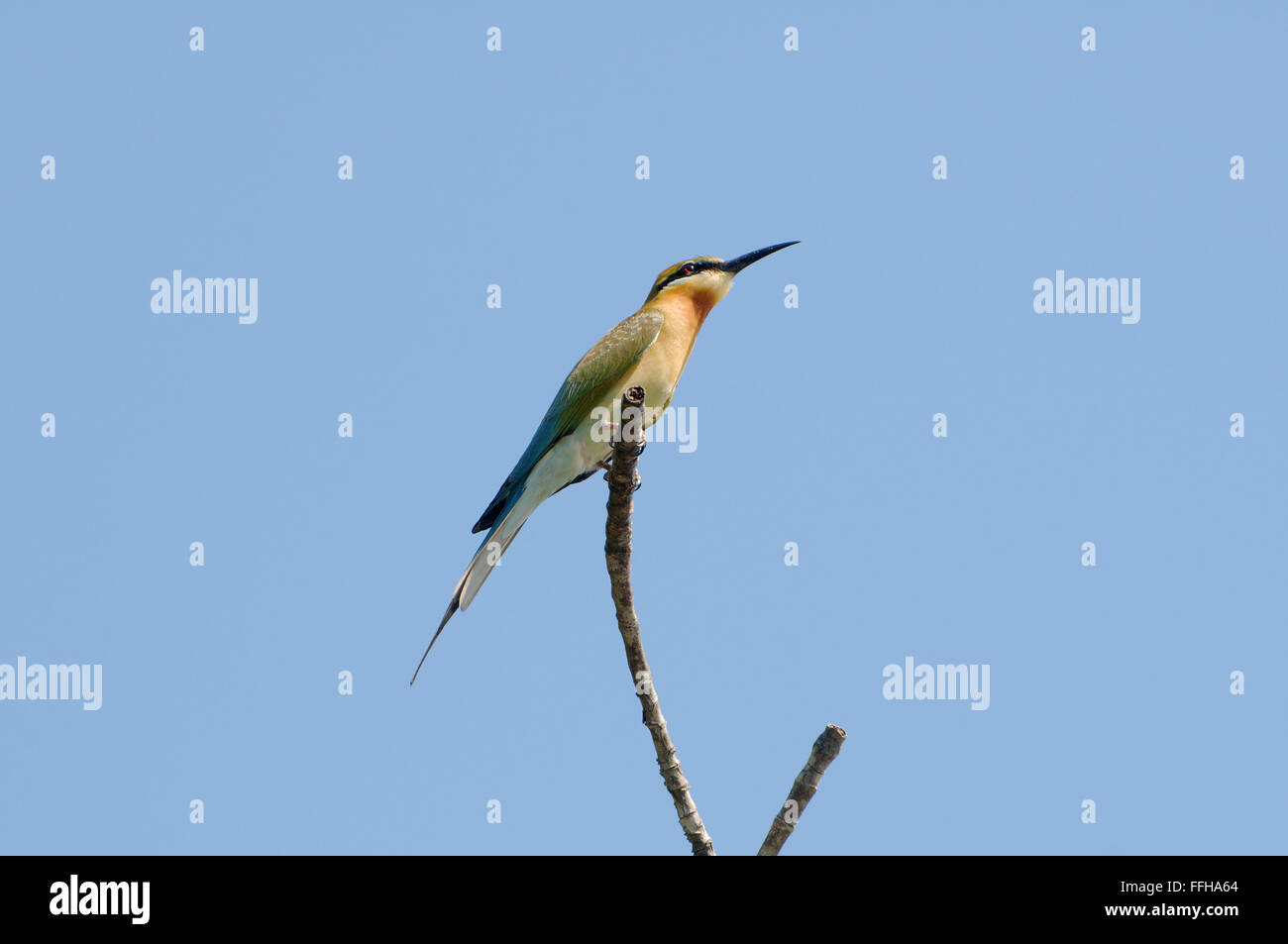 Asian green bee eater hi-res stock photography and images - Alamy