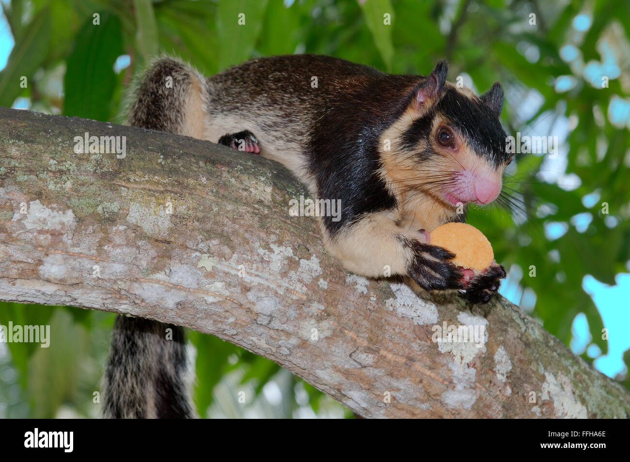 Indian giant squirrel or Malabar giant squirrel (Ratufa indica) He is sitting on a branch and holds in paws cookies, Hikkaduwa,  Stock Photo