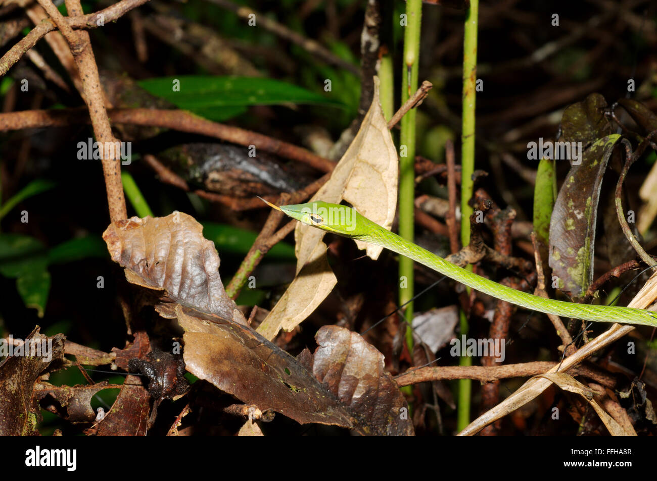 Long-nosed Tree Snake, Green vine snake, Long-nosed Whip Snake or Asian vine snake (Ahaetulla nasuta) Sinharaja Forest Reserve,  Stock Photo