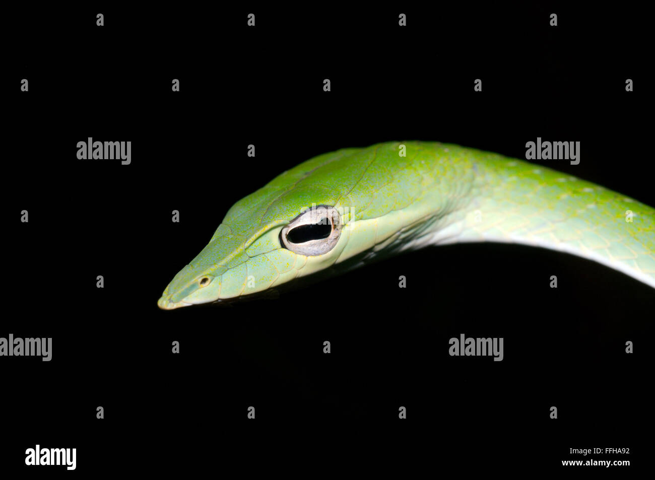 Long-nosed Tree Snake, Green vine snake, Long-nosed Whip Snake or Asian vine snake (Ahaetulla nasuta) Sinharaja Forest Reserve,  Stock Photo