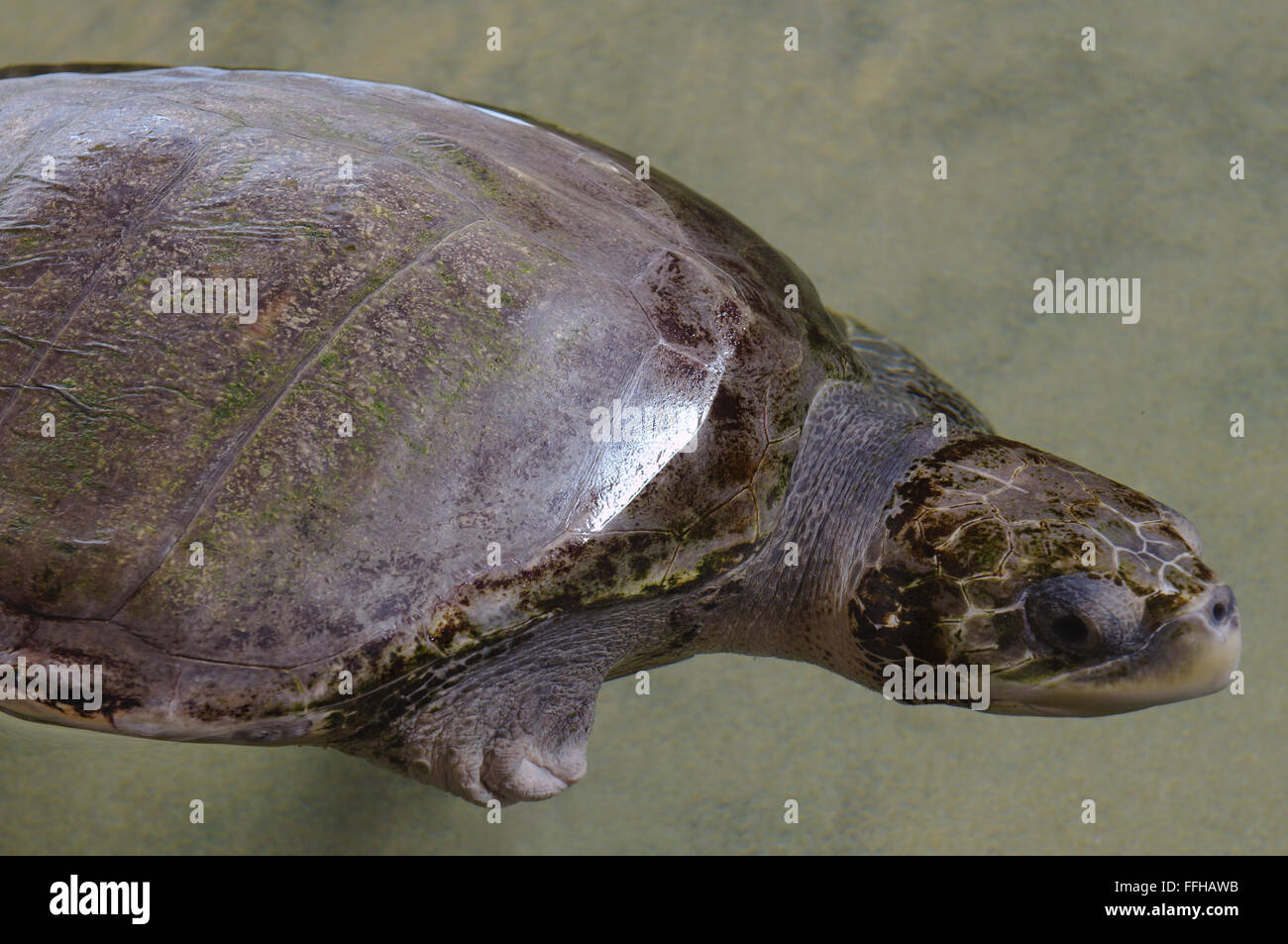 Pacific Ridley Sea Turtle, Olive Ridley Sea Turtle Or Olive Ridely ...