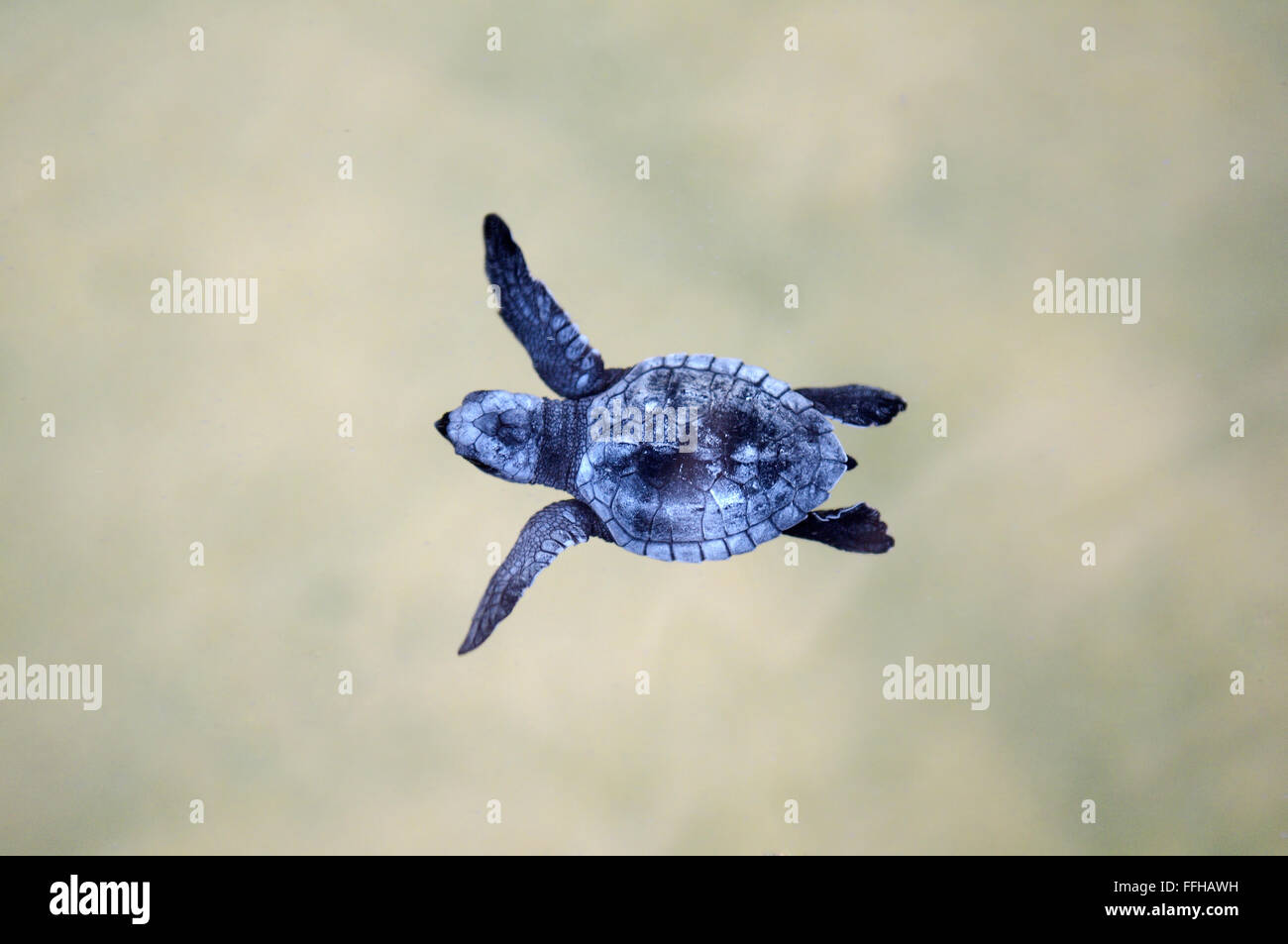 Pacific ridley sea turtle, olive ridley sea turtle or Olive Ridely (Lepidochelys olivacea) Stock Photo