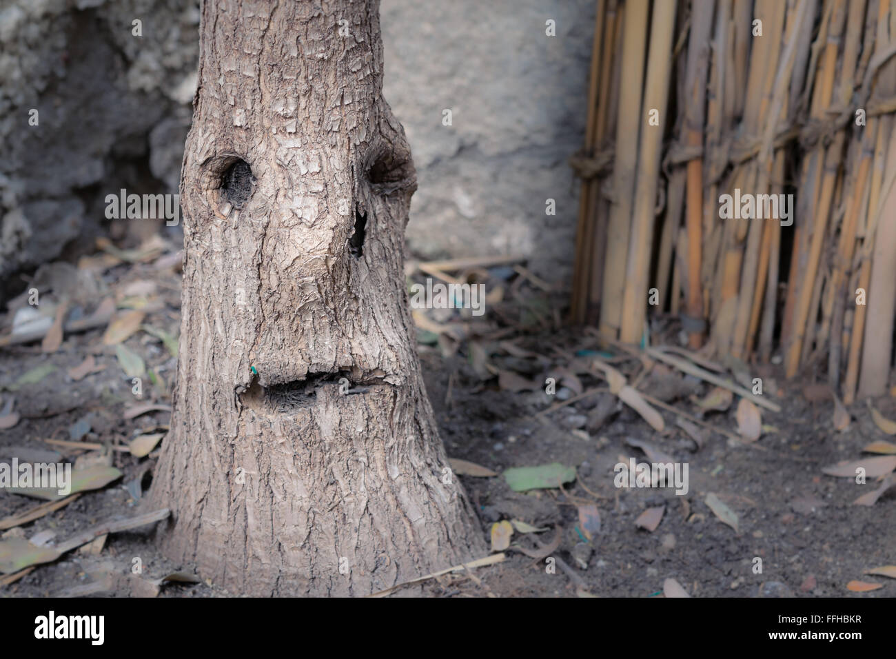 Tree stem looking like a crying face with one teardrop Stock Photo Alamy