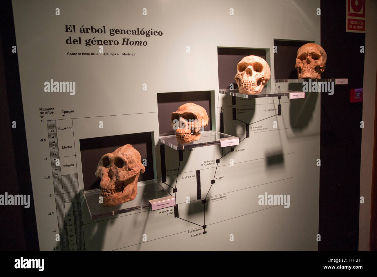 Evolution of Homo Sapiens archaeology museum, Jerez de la Frontera, Cadiz Province, Spain Stock Photo