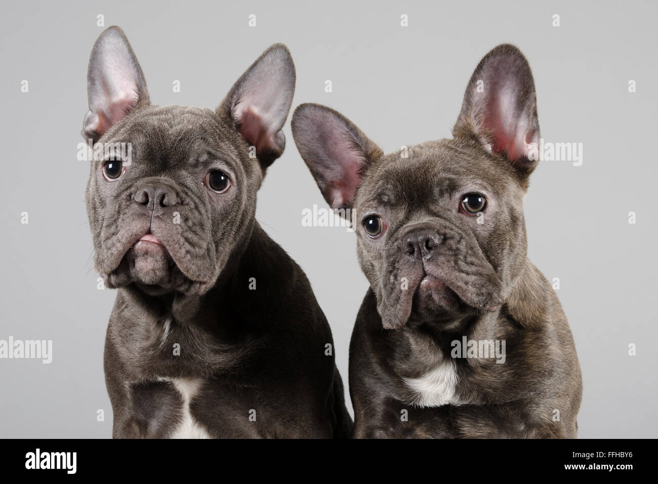 French Bulldog pups. Stock Photo