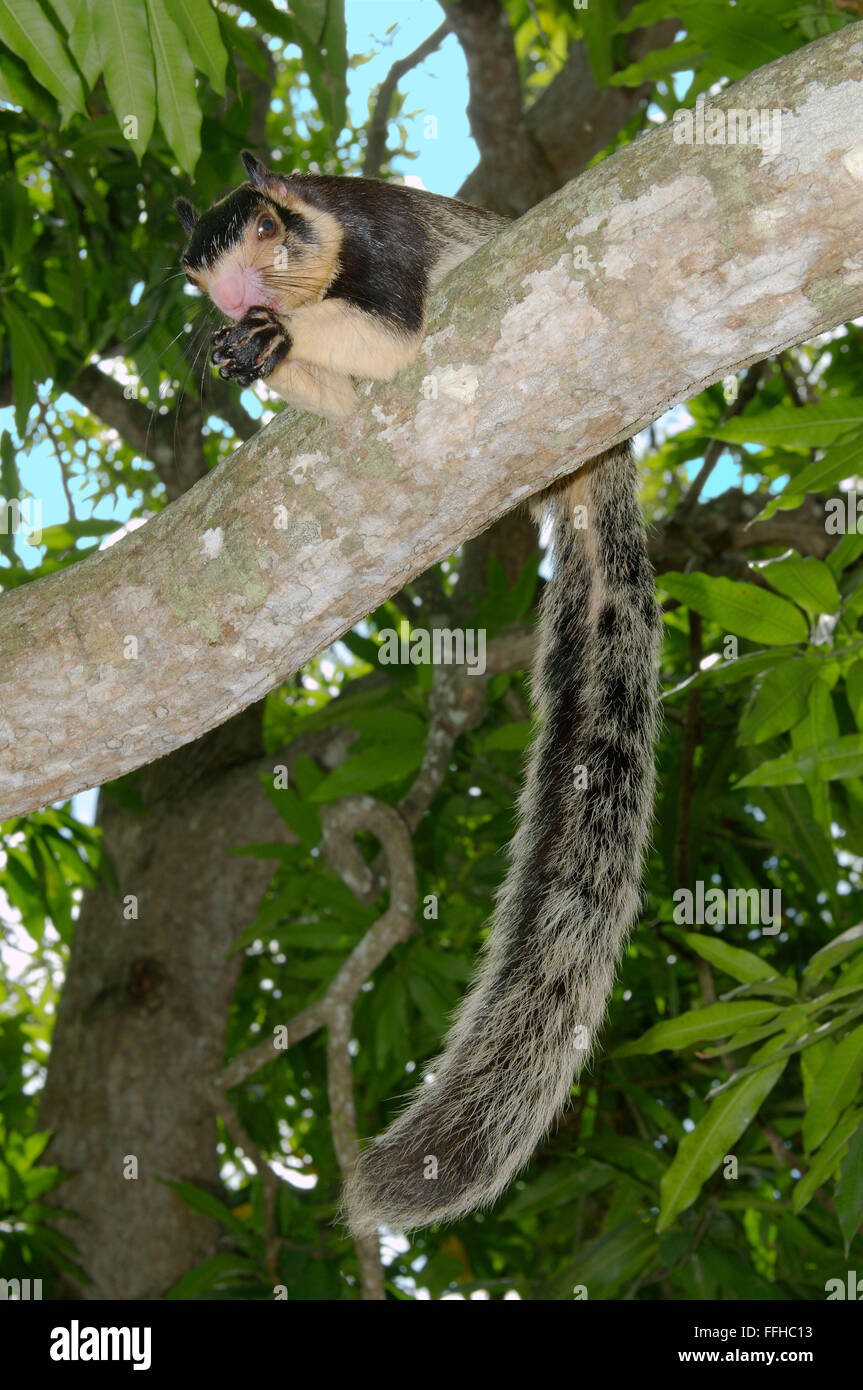 Feb. 25, 2016 - Indian giant squirrel or Malabar giant squirrel (Ratufa indica) He is sitting on a branch and something to eat, Hikkaduwa, Sri Lanka, South Asia © Andrey Nekrasov/ZUMA Wire/ZUMAPRESS.com/Alamy Live News Stock Photo