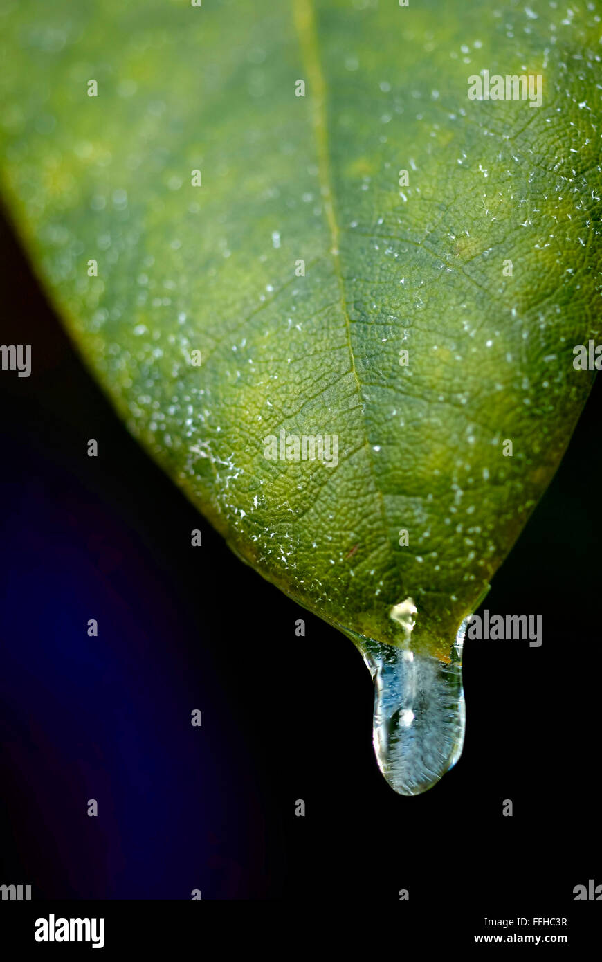 Frozen drip on leaf Stock Photo