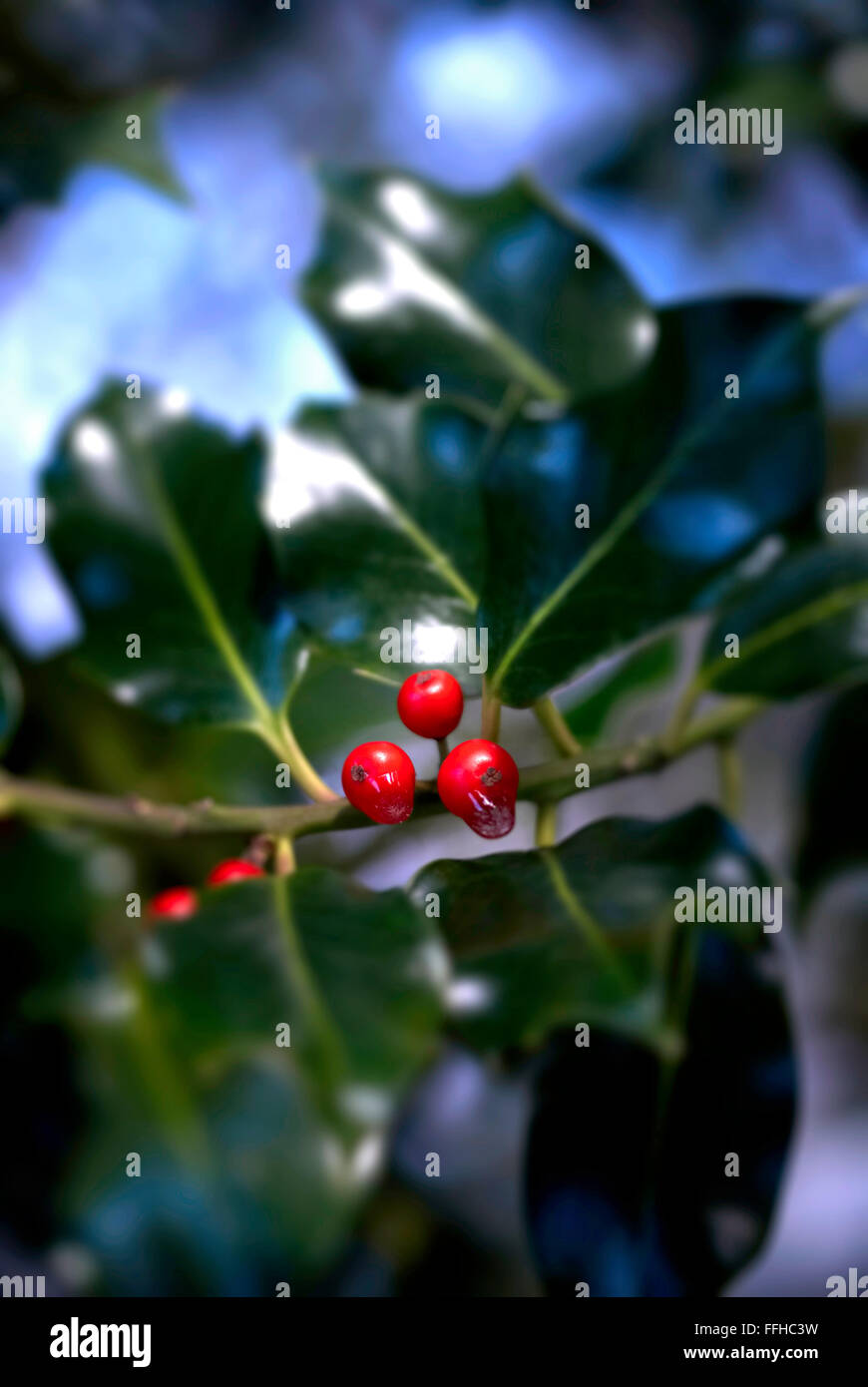 Frozen Holly Berries Stock Photo