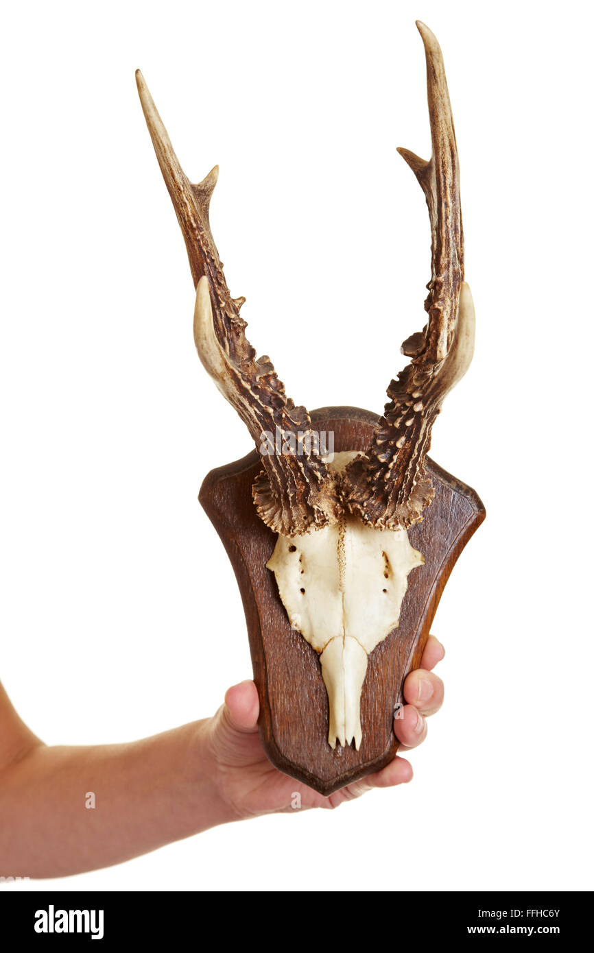 Antlers of a deer as a hunting trophy Stock Photo