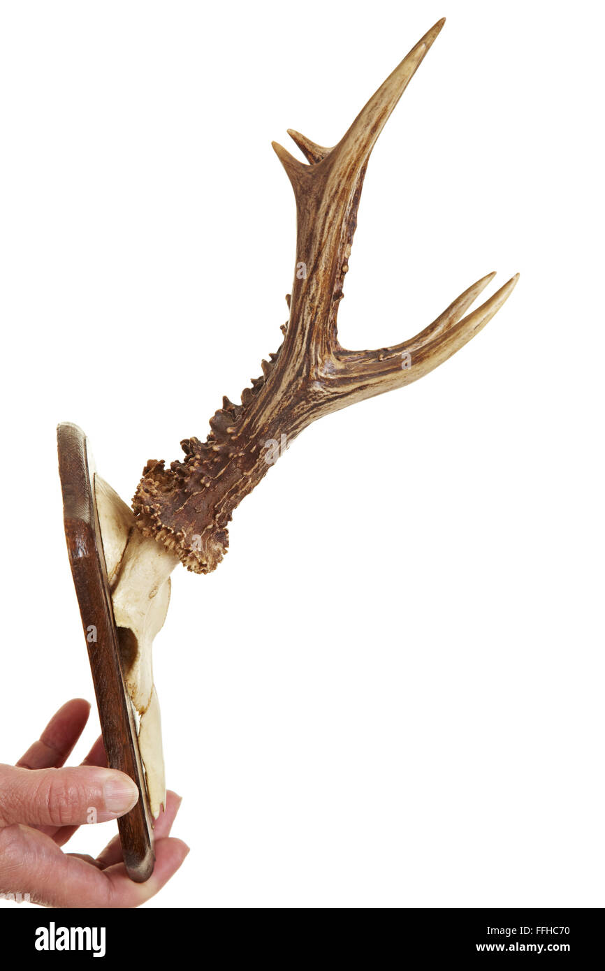 Antlers of a deer as a hunting trophy Stock Photo