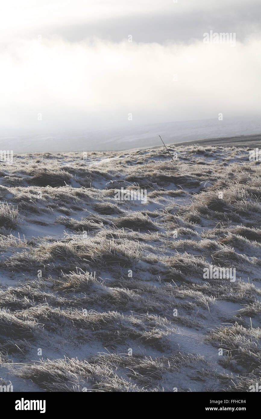frosted moorland grasses Stock Photo