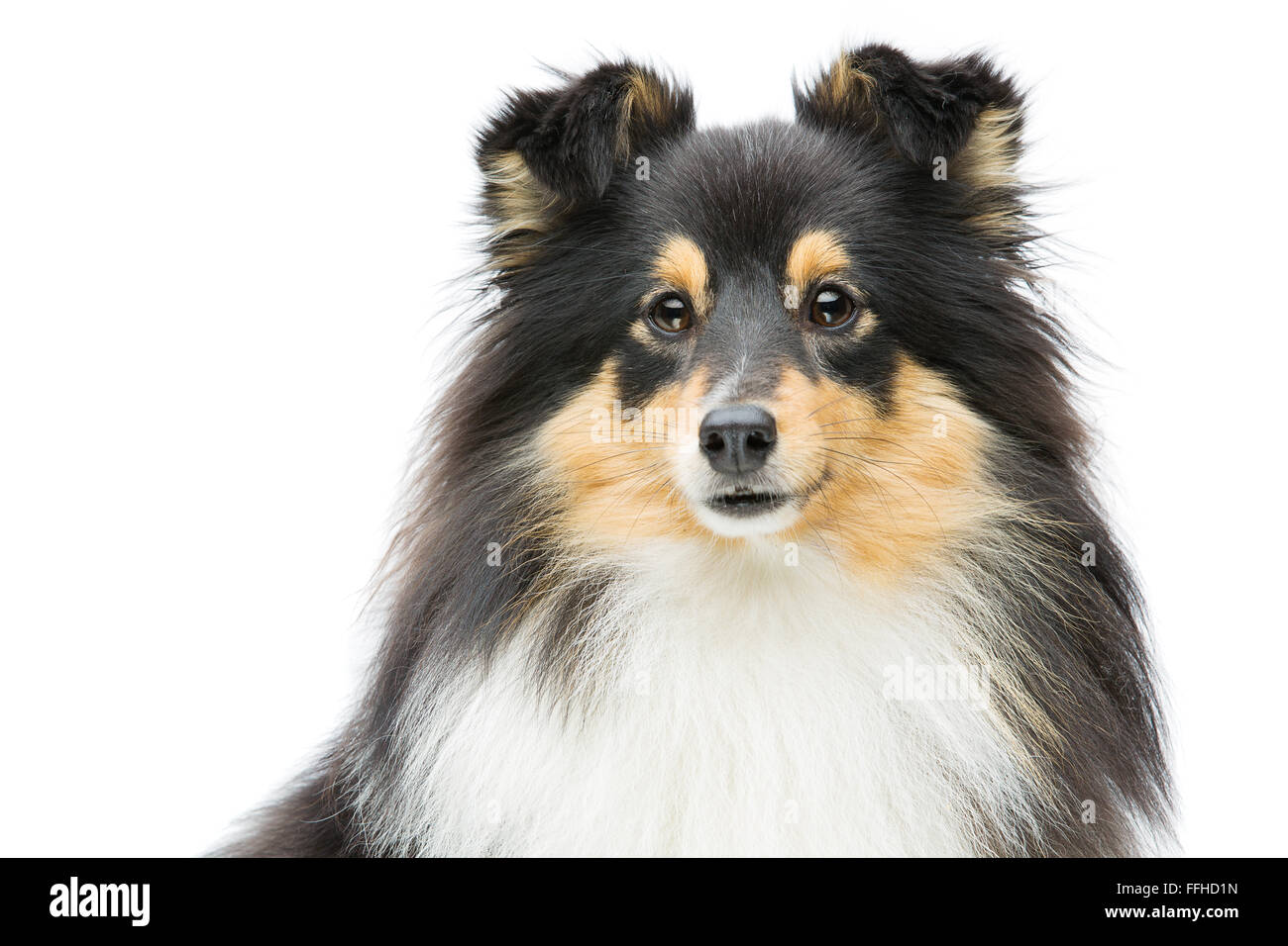 Tricolor shetland sheepdog hi-res stock photography and images - Alamy