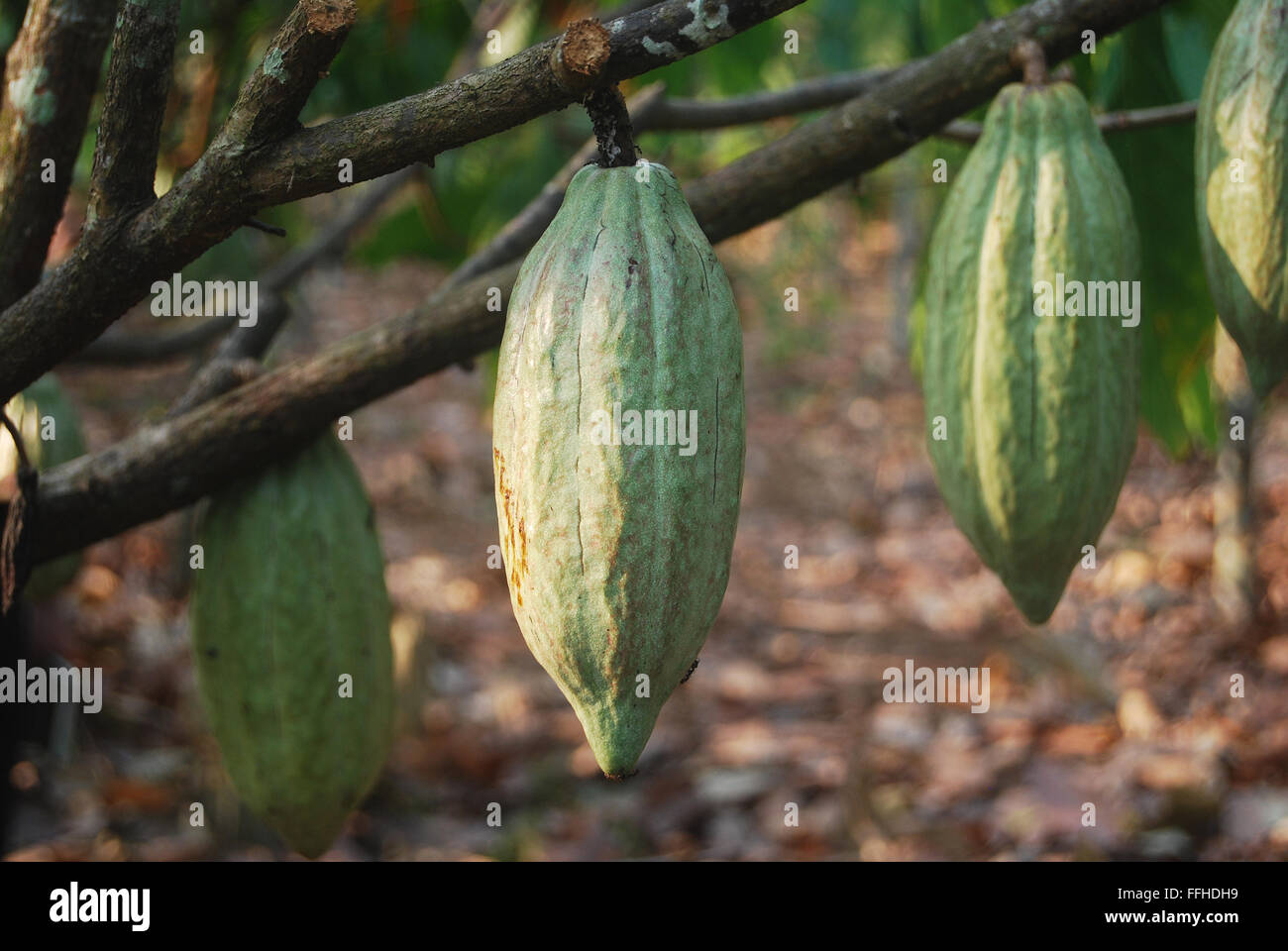 Cocoa pods in Indonesia Stock Photo