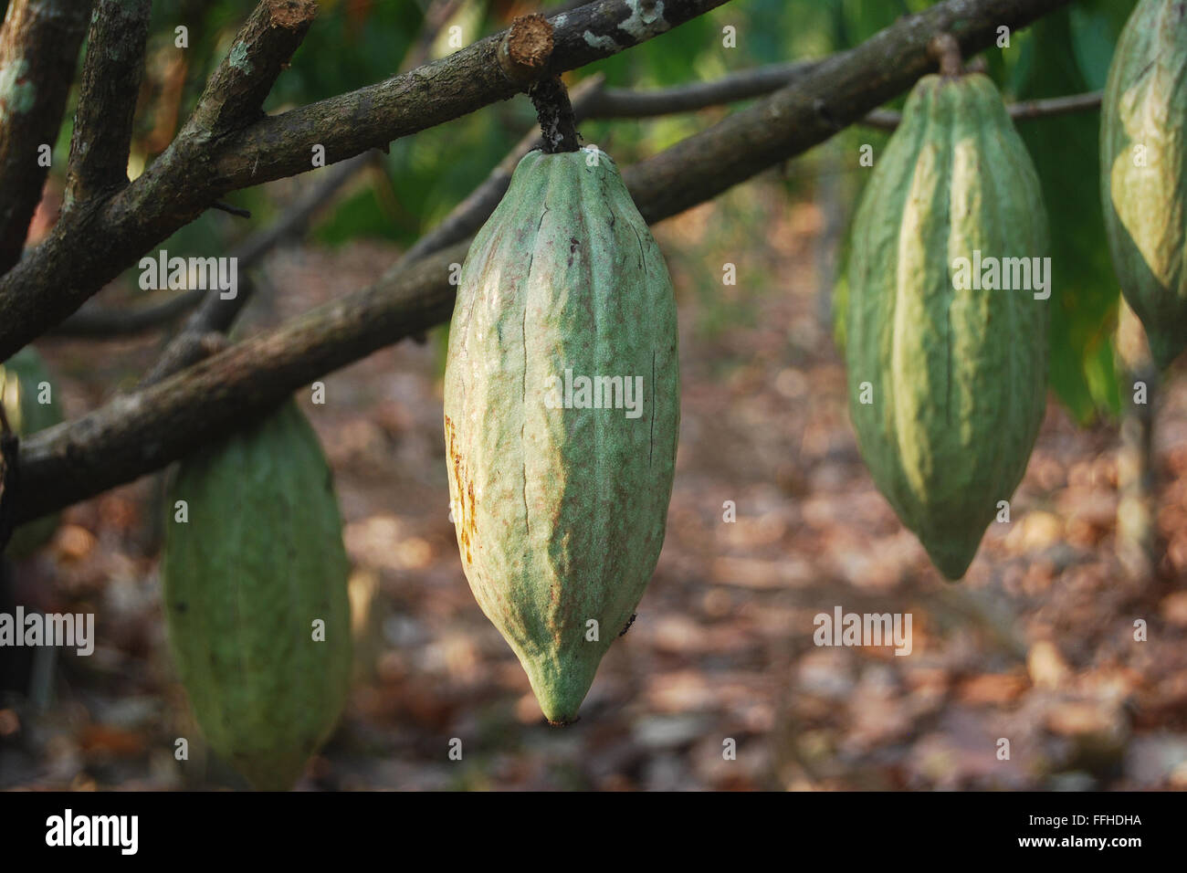 Cocoa pods in Indonesia Stock Photo