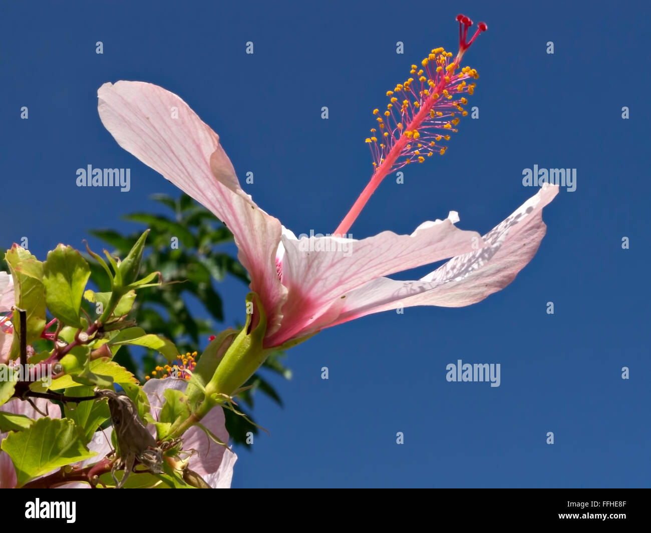 Pink Hibiscus flower in full bloom against the blue skies of Greece