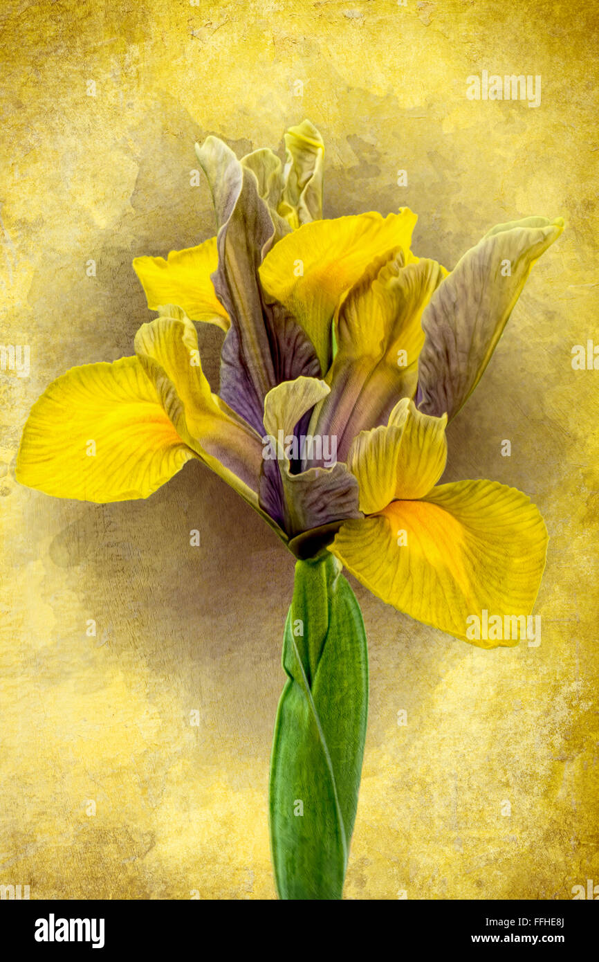 Iris pseudacorus, yellow Iris flower with textured background Stock