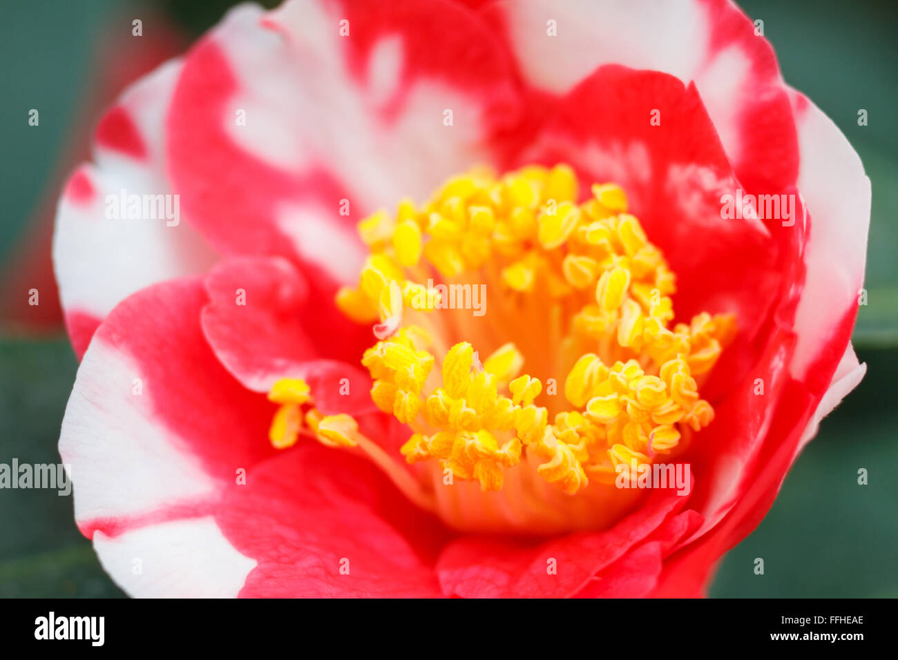 Macro of a red white camellia japonica - cultivar Hunter Stock Photo