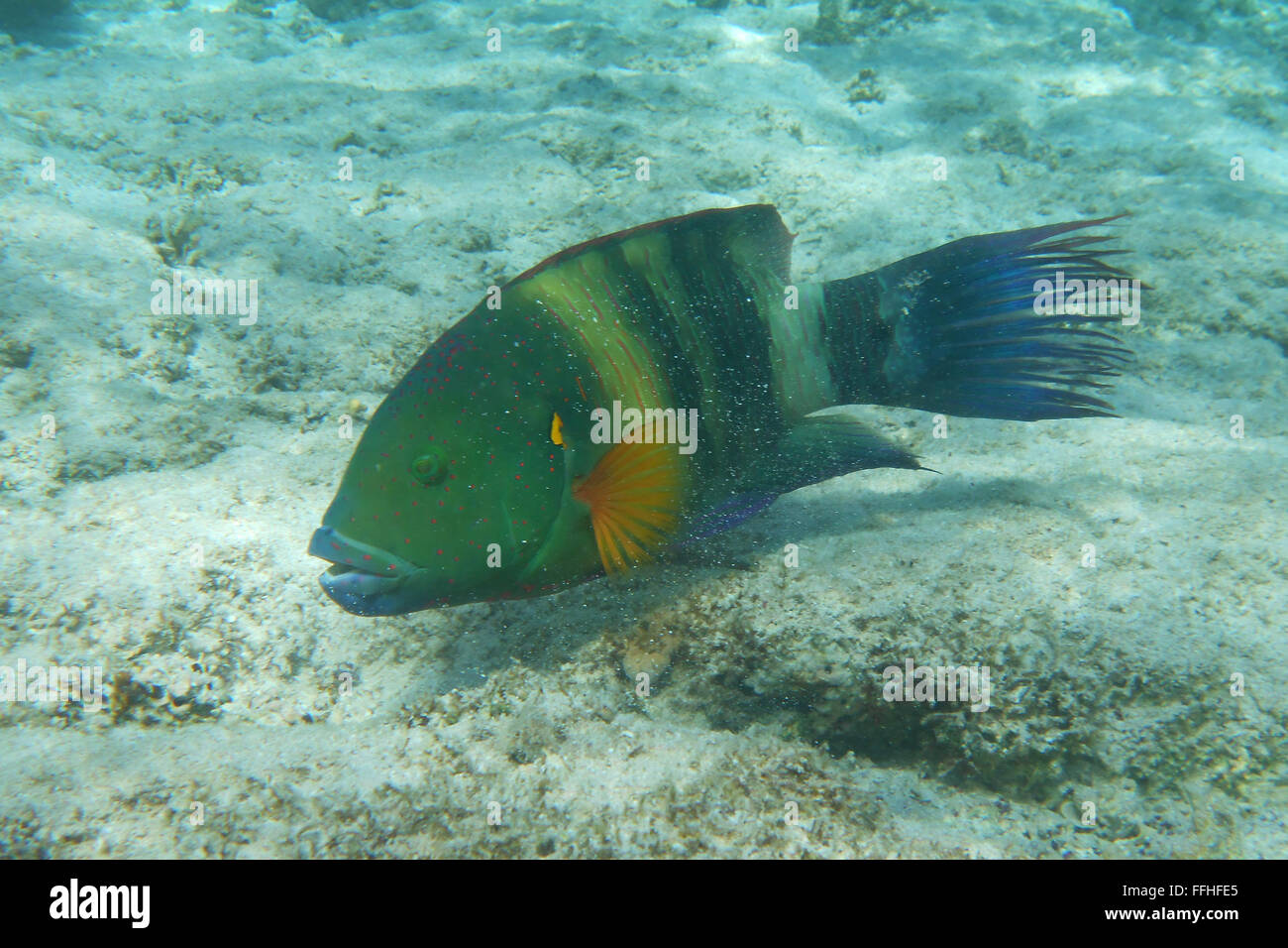Broomtail Wrasse fish in Red sea Stock Photo - Alamy