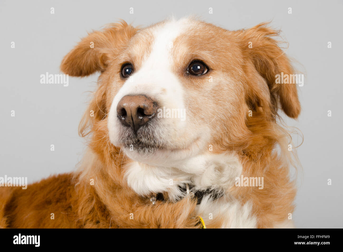 Collie crossbreed, female, 10 years old, UK. Stock Photo