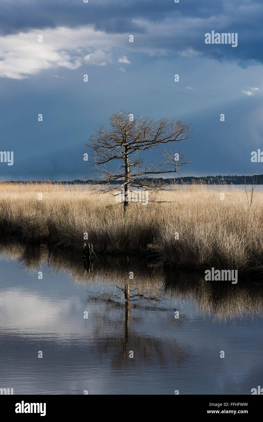 Barren tree in winter salt marsh, Currituck, North Carolina, USA Stock Photo