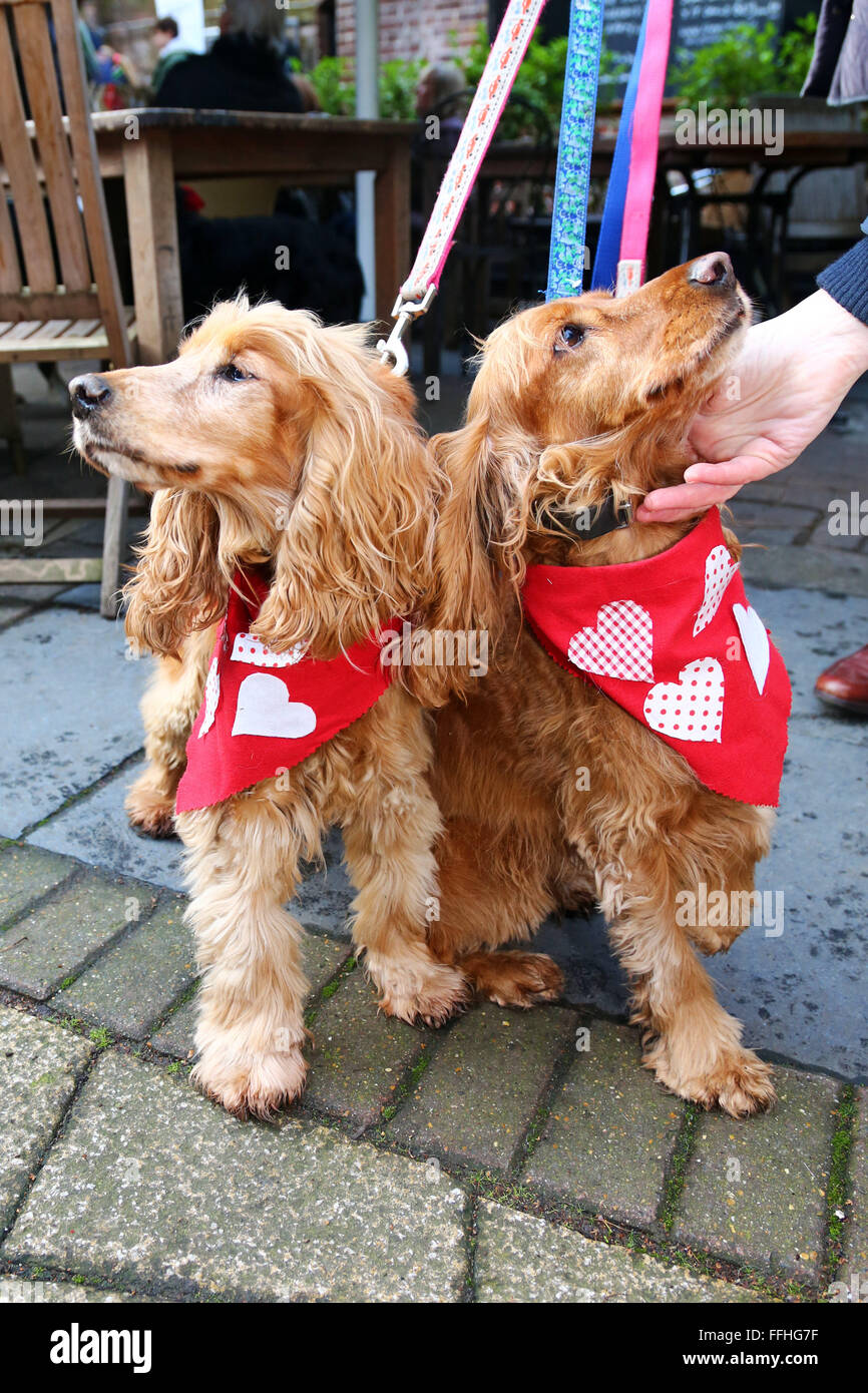 cocker spaniel bandanas