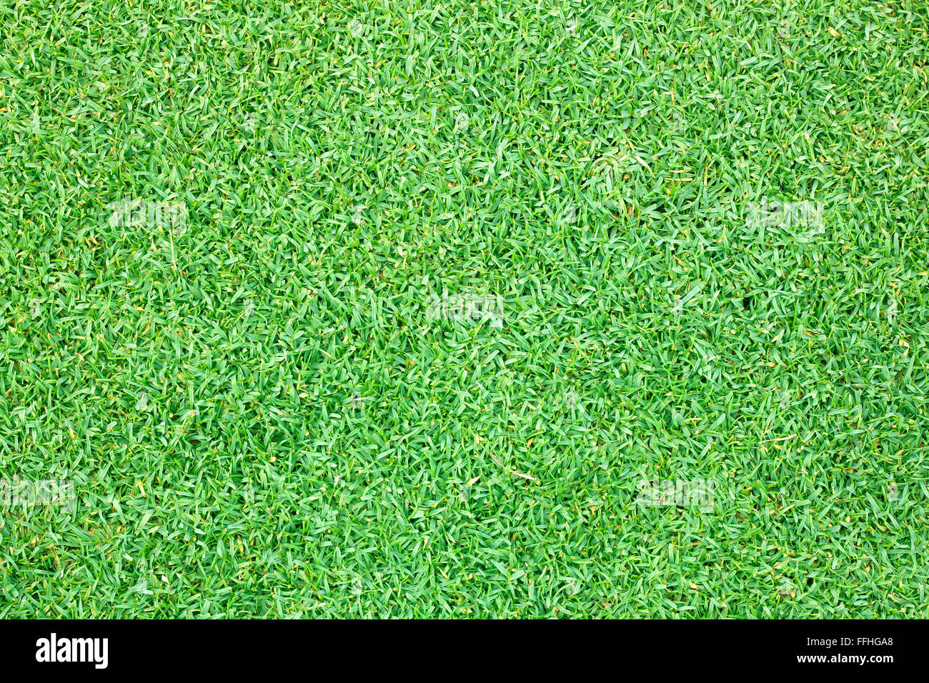 Golf Courses green lawn natural outdoor green Stock Photo Alamy