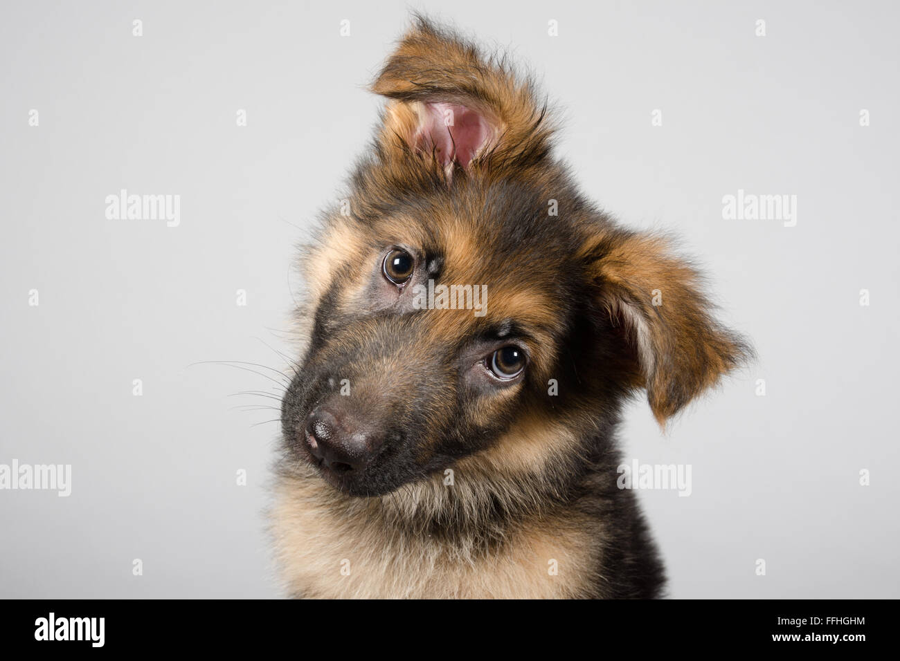GSD puppy called Otto. Stock Photo