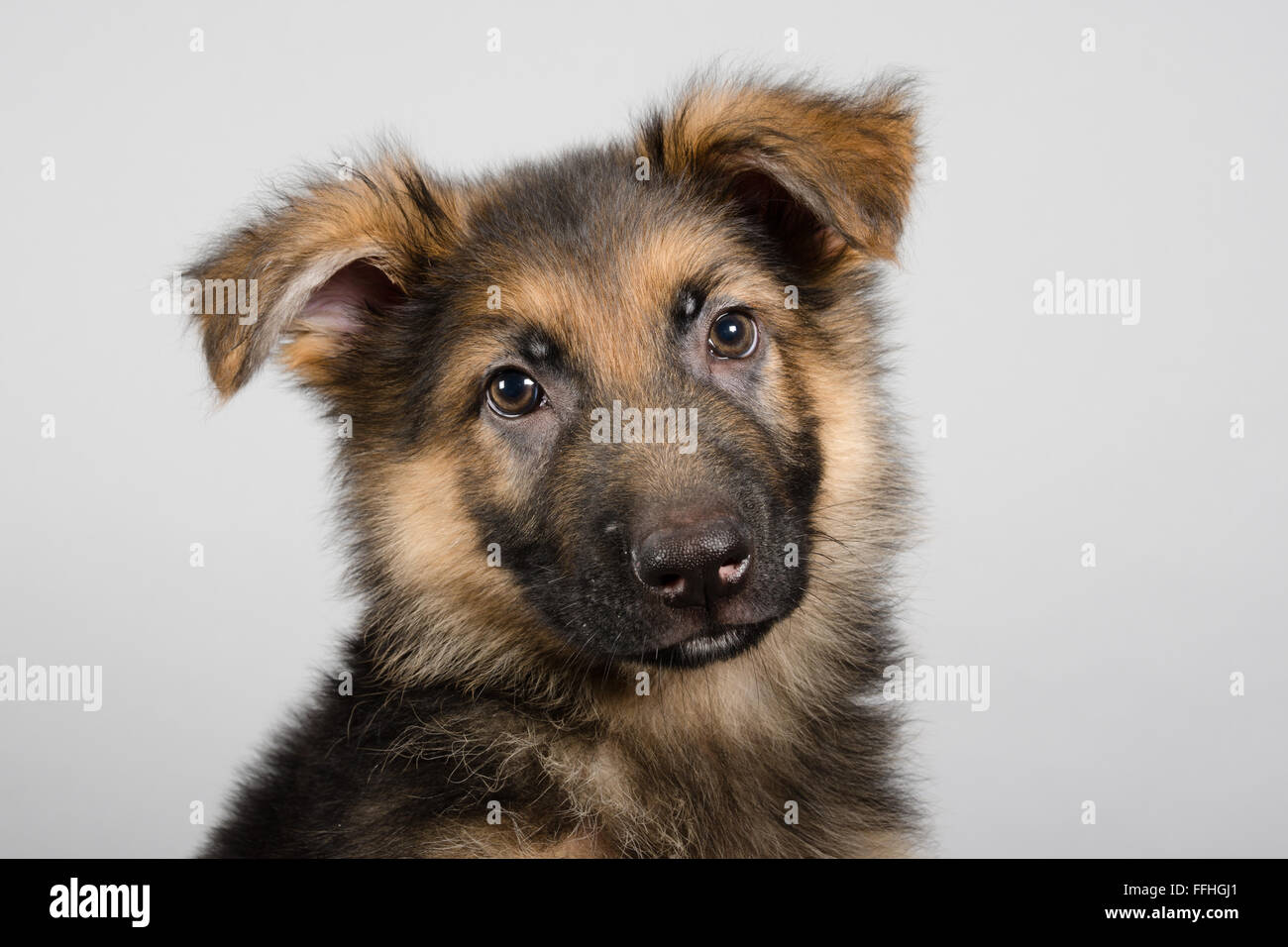 GSD puppy called Otto. Stock Photo