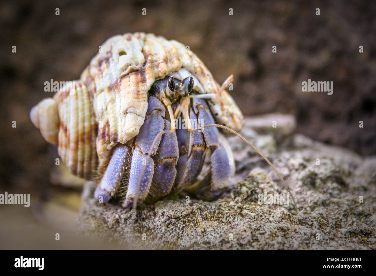 Hermit Crab on the sand Stock Photo