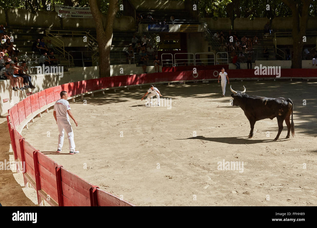 Bull-fighter confronts bull in the arena at the Bull  festival in Sommieres Stock Photo