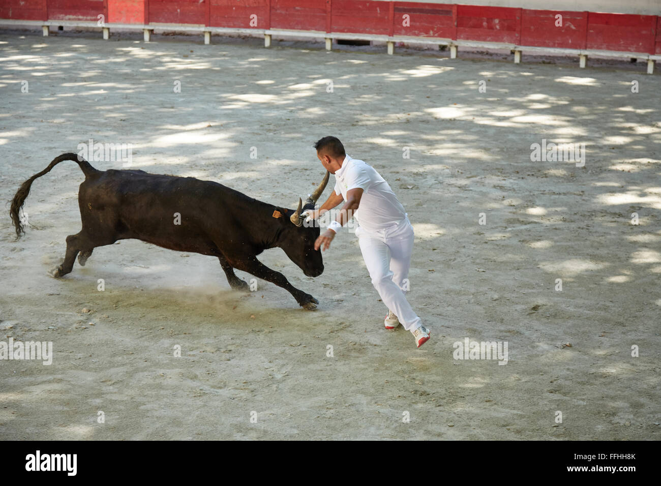 Raseteur (bull fighter) confronts a young bull at the Bull festival in Sommieres, France. Stock Photo