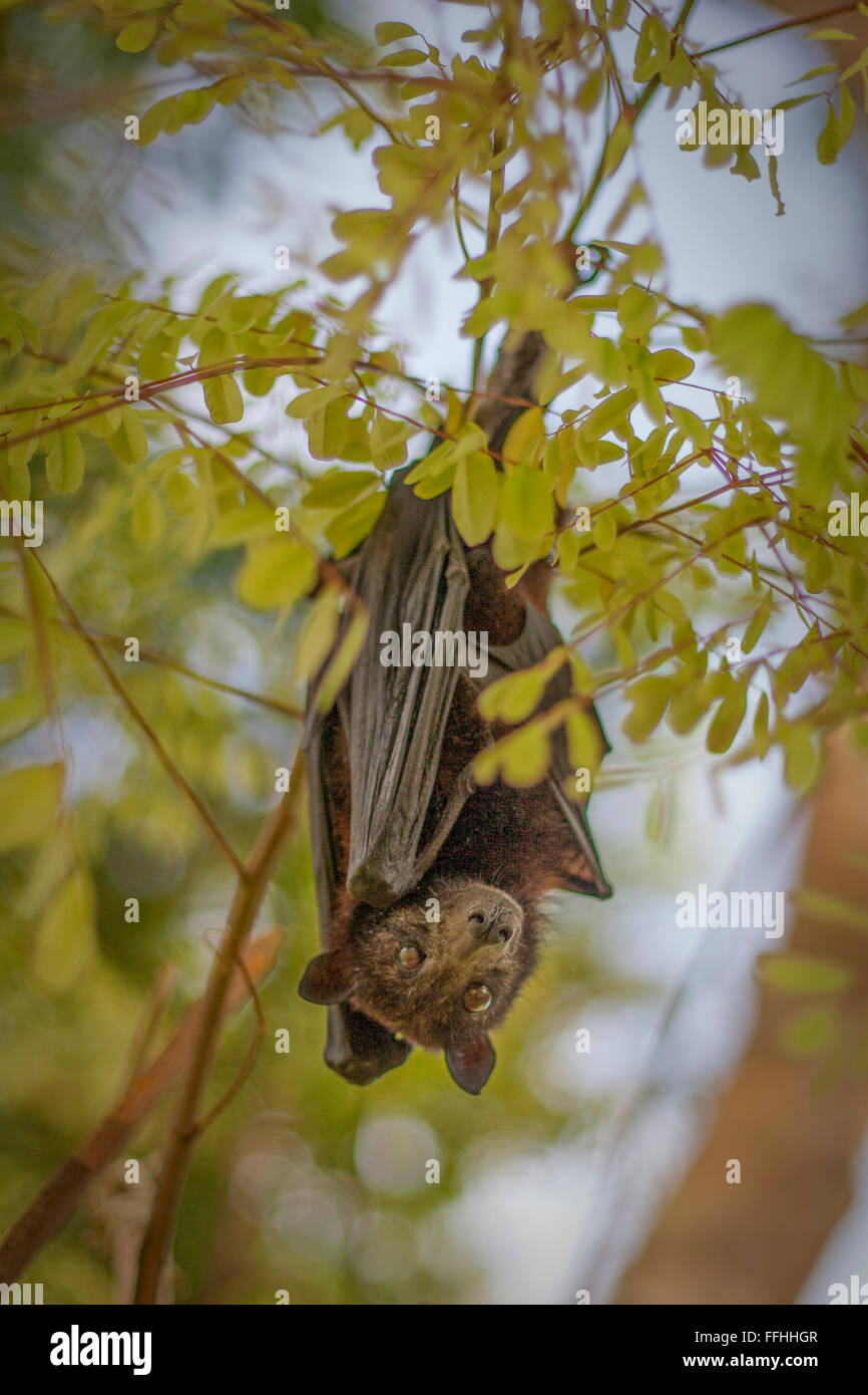 Sedric, the Lesser short-nosed fruit bat - Cynopterus brachyotis, Koh Lipe, Thailand. Stock Photo