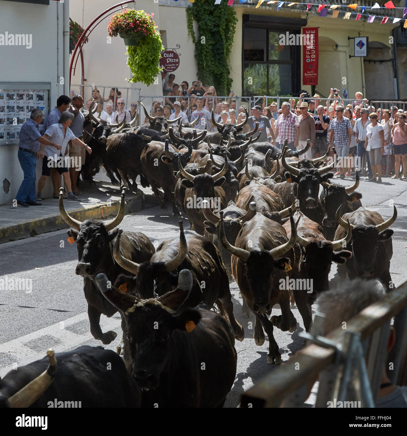 Running of the bulls in Sommieres, in Southern France Stock Photo