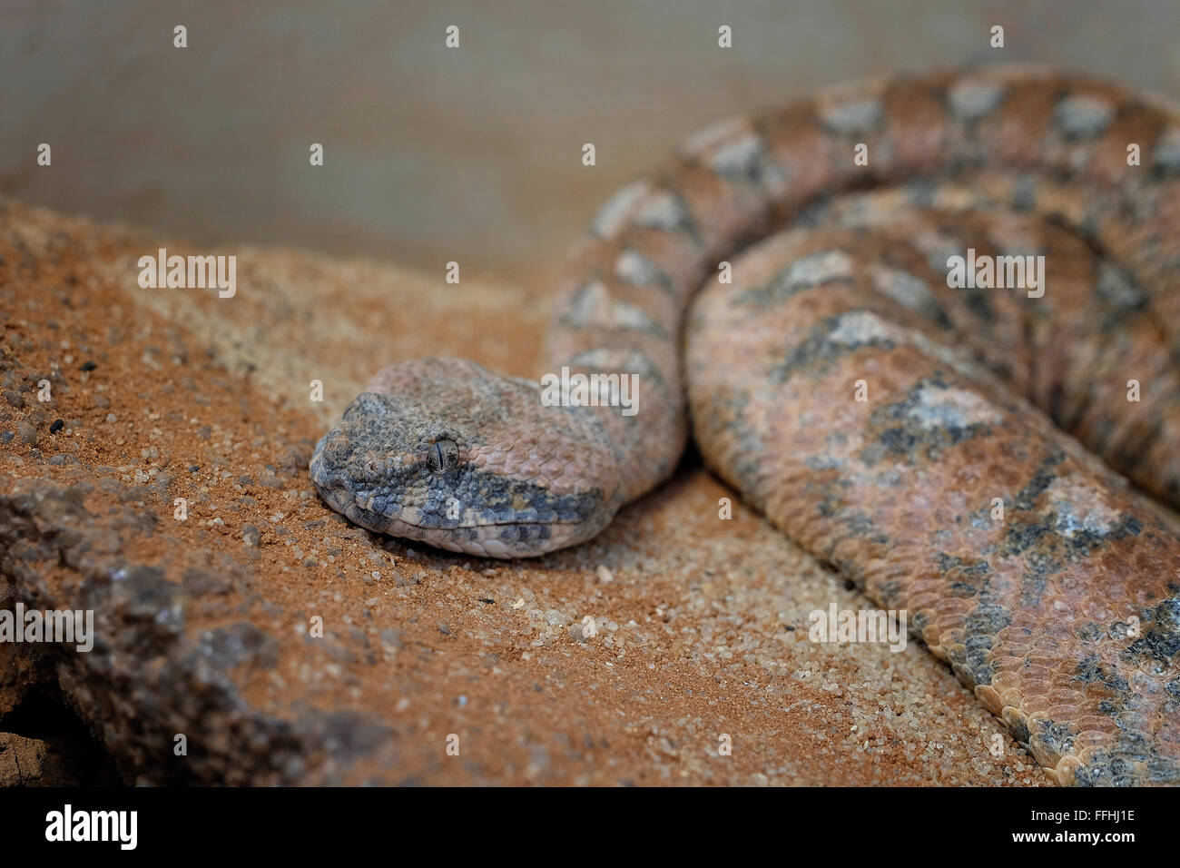 Echis Pyramidum Leakeyi Kenyan Carpet Viper Leakey 8217 S Saw Scaled Viper Leakey Snake Venom Reptiles And Amphibians