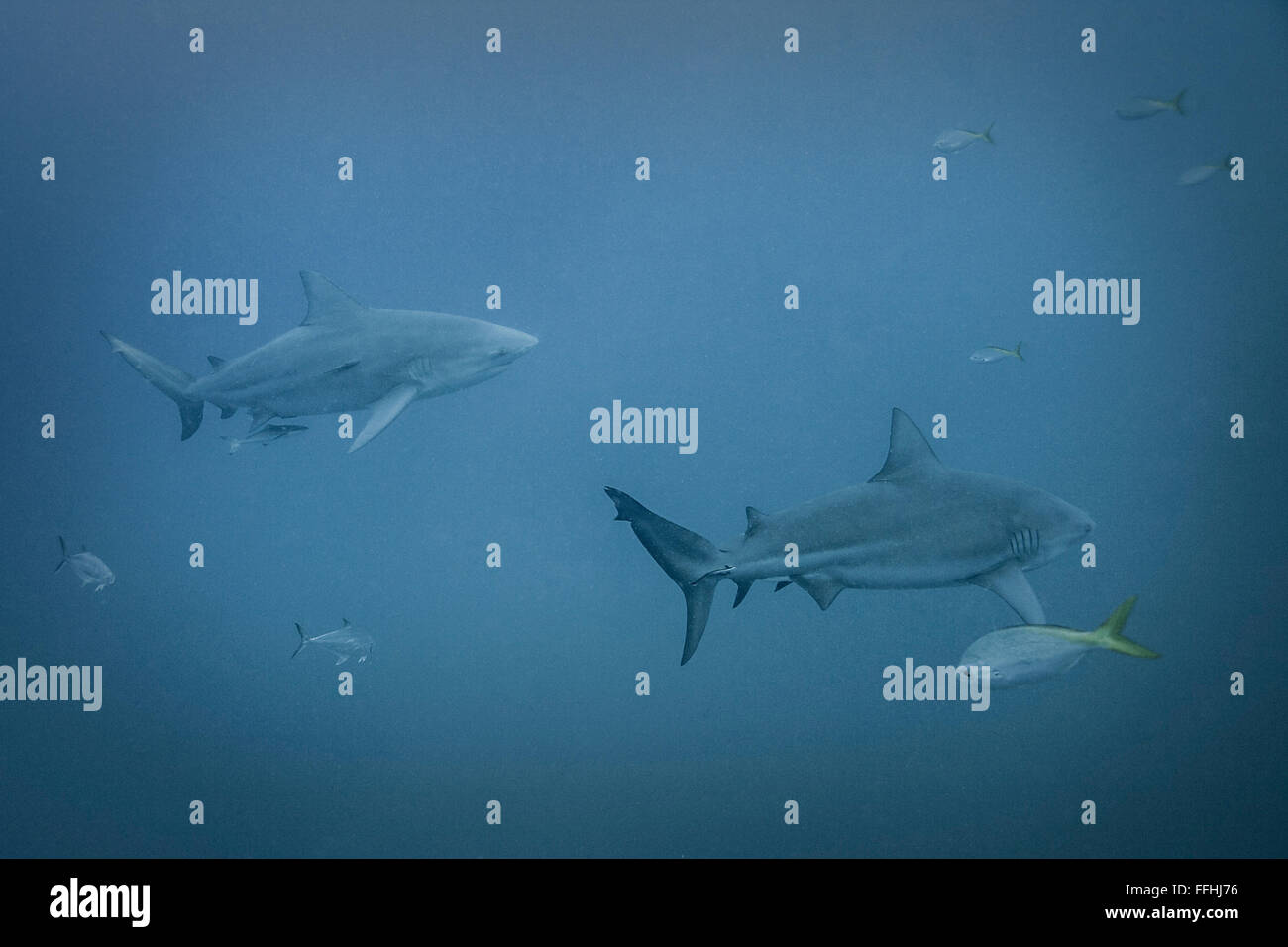 Bull Shark - Carcharhinus leucas Stock Photo - Alamy