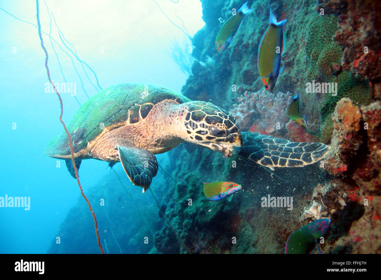 Hawksbill Turtle eating coral Stock Photo