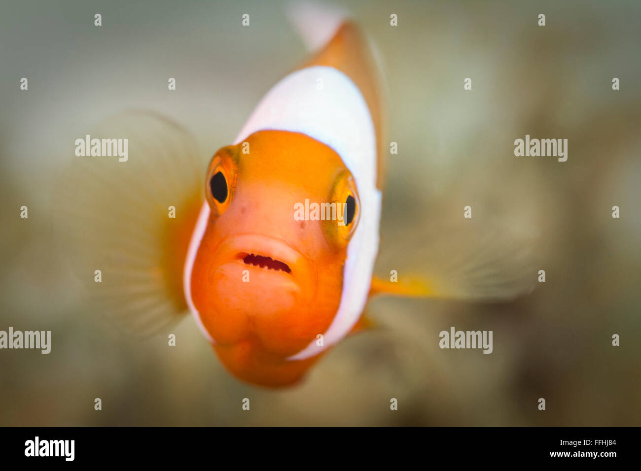 Clownfish 'Nemo' - Amphiprion polymnus Stock Photo