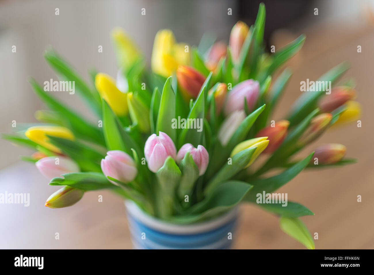 Pastel delicate bunch of multicolor early spring tulips Stock Photo
