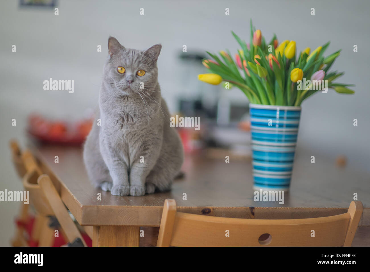 British lilac shorthair cat tomcat sitting on the table at the case bottle with bunch of multicolor spring tulips gazing staring Stock Photo