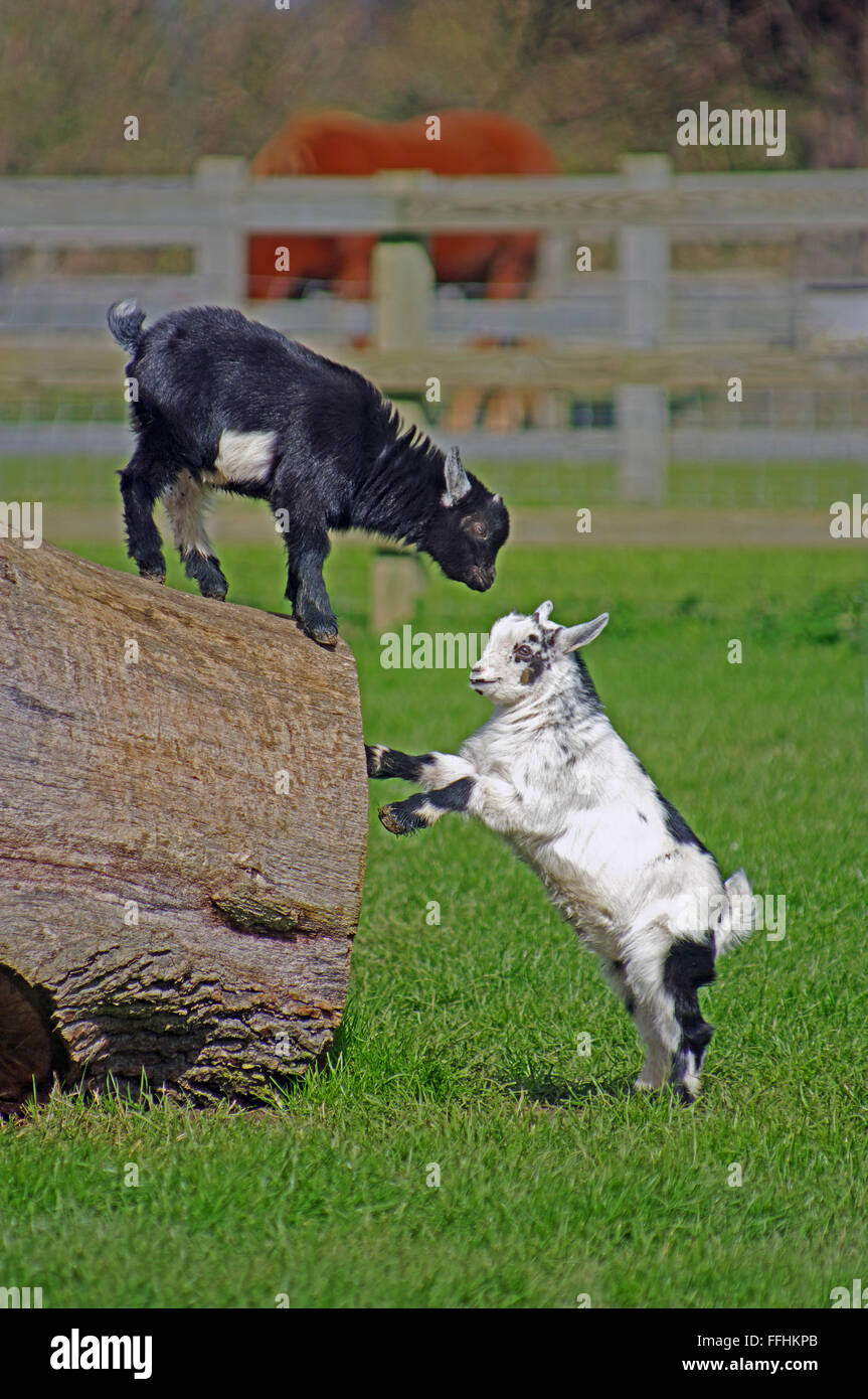 Pygmy Goats, Stock Photo