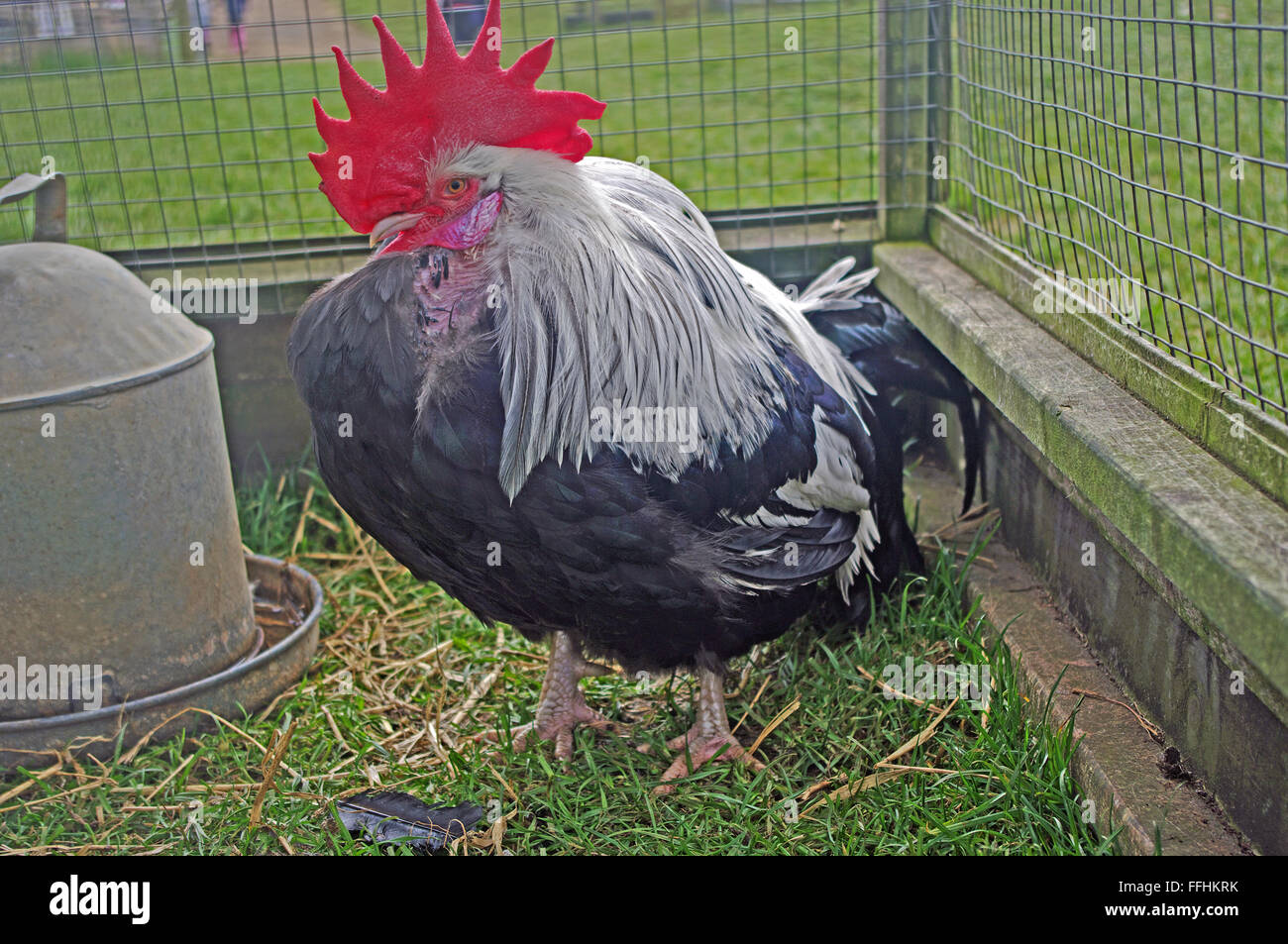 SilverGrey Dorking Chicken in Hatch Stock Photo Alamy