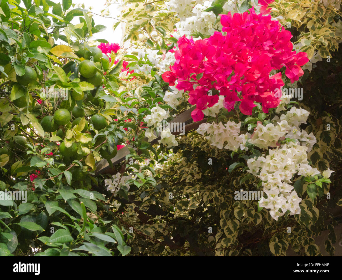 Avli rethymno crete restaurant hires stock photography and images Alamy