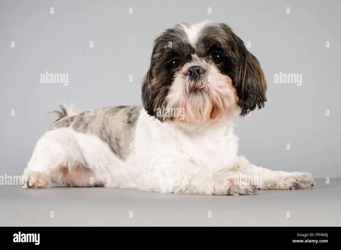 Shih Tzu Dog, UK Stock Photo Alamy