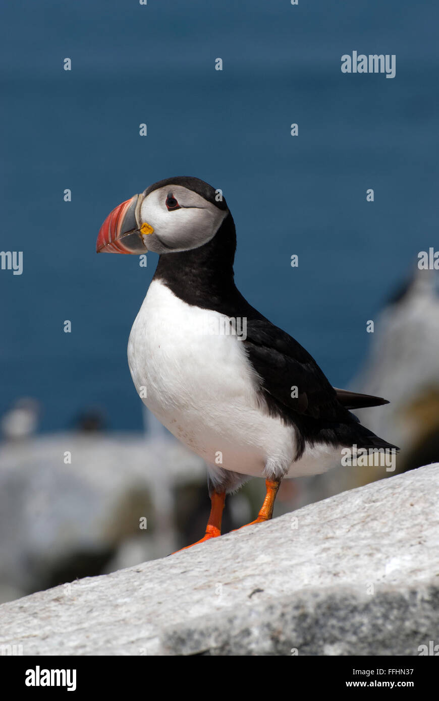 Atlantic puffins have a unique parrot-like beak during breeding season in the summer and are a rare species of nesting birds on the Maine coast. Stock Photo