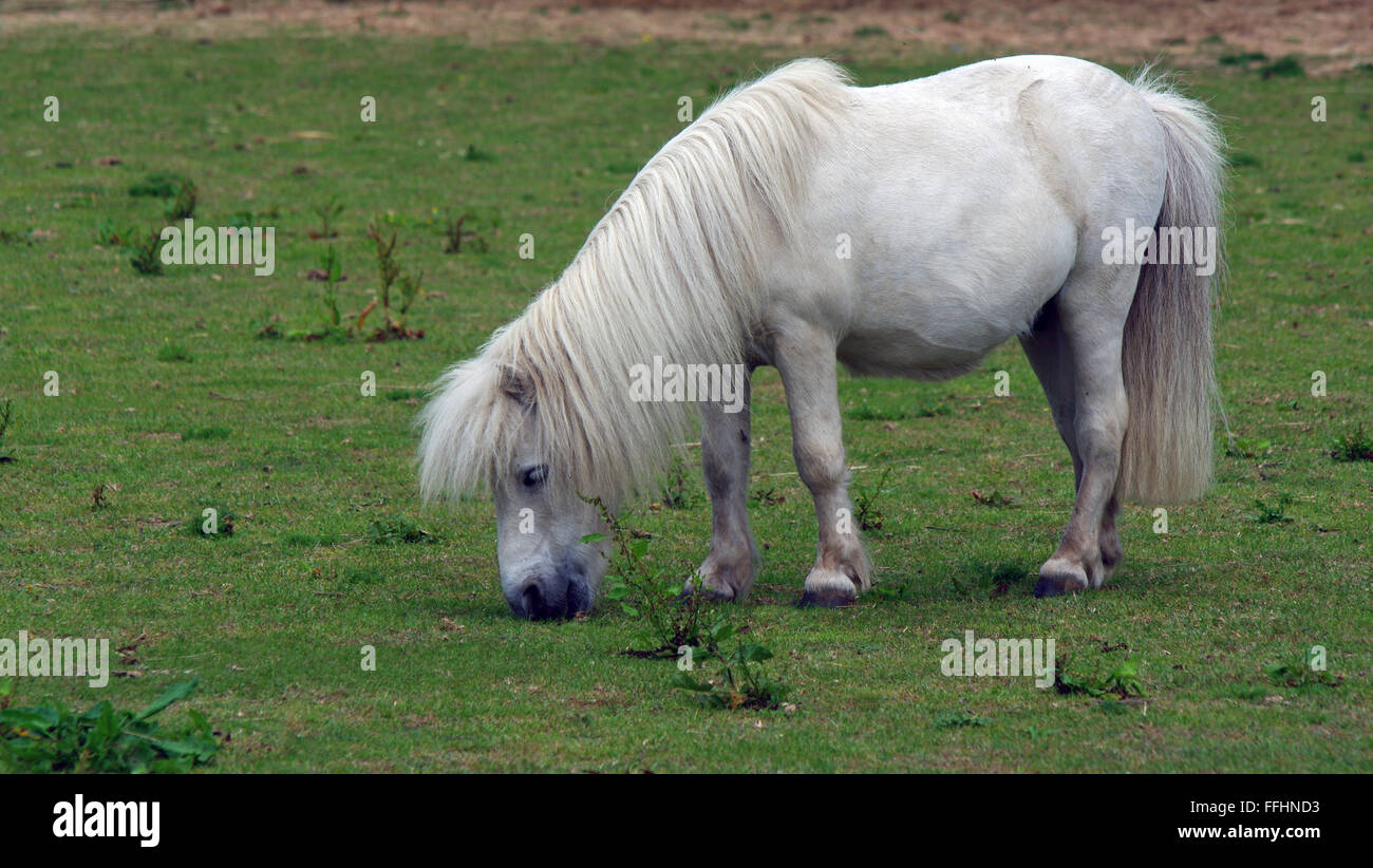 Miniature Shetland Pony Stock Photo Alamy