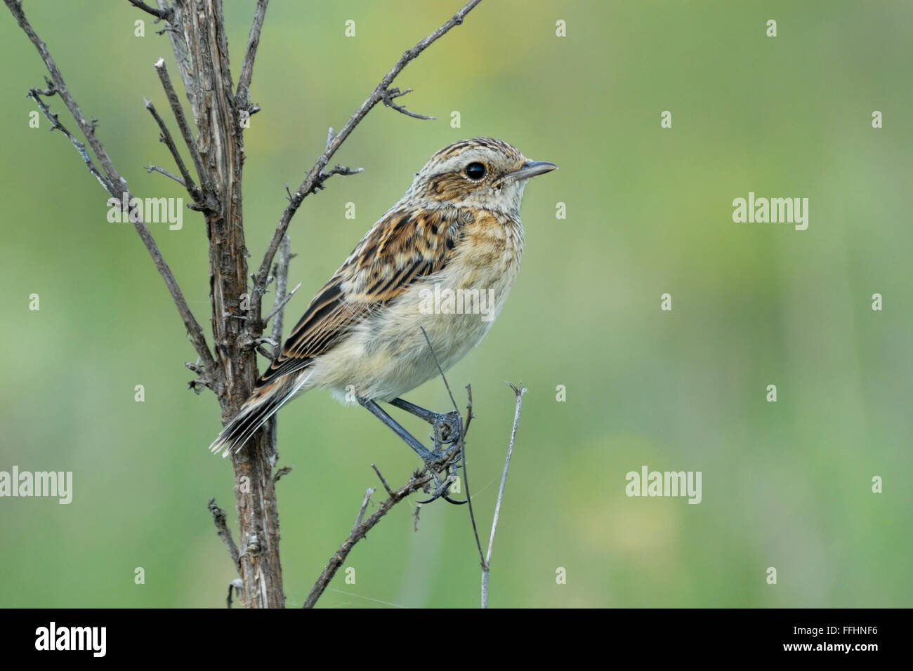 Perching juvenile Whinchat (Saxicola rubetra) at dry grass against blurred background. Ryazan’ region, Russia Stock Photo